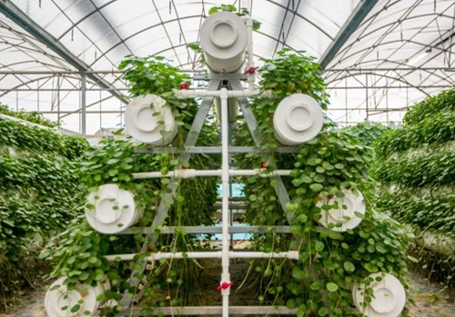 venlo greenhouse venlo greenhouse