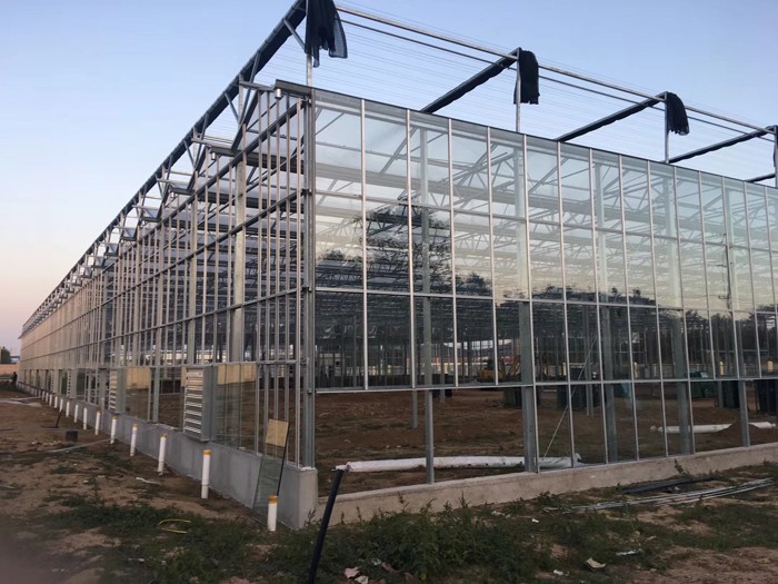 Venlo Greenhouse